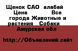 Щенок САО (алабай) › Цена ­ 10 000 - Все города Животные и растения » Собаки   . Амурская обл.